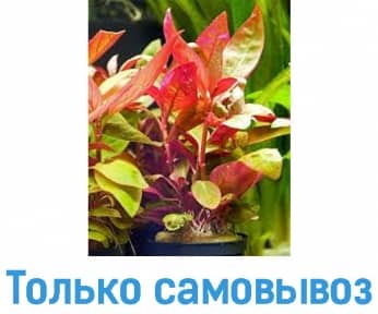 Альтернатера рейнера розовидная