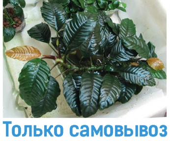 Анубіаси кофейнолистый