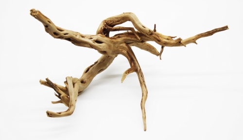 Корінь азалія