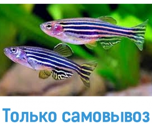 Даніо реріо - Акваріумні рибки