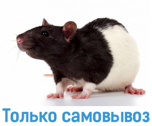 Крыса декоративная - Грызуны