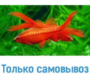 Барбус Вишневий вуаль - Акваріумні рибки