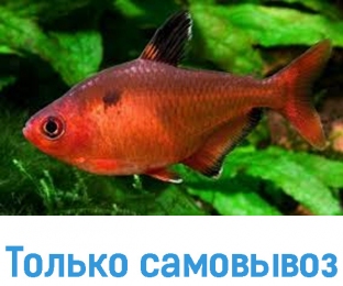 Рыбка минор - Аквариумные рыбки