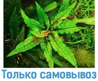 Криптокорина Вендта Грін Гекко - Акваріумні рослини