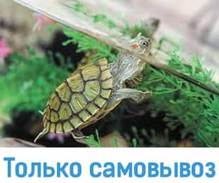 Черепаха красноухая - Аквариумные рыбки