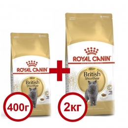 Акция Сухой корм для кошек Royal Canin British Shorthair 2кг + 400г в подарок -  Акции -    