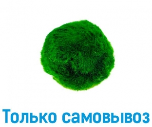 Кладофора кульковидна 3см - Акваріумні рослини