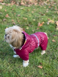 Набір Фрезія жилет силікон + комбінезон велсофт бордо (дівчинка) -  Зимовий одяг для собак 