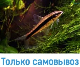 Сиамский водорослеед - Аквариумные рыбки