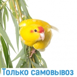 Какарик - Попугаи