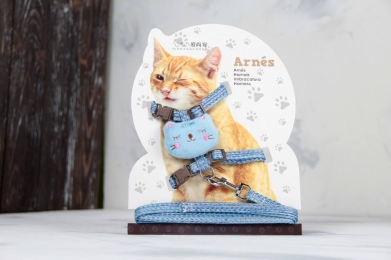 Комплект Котик, шлея с поводком для кошки голубая - Амуниция для кошек