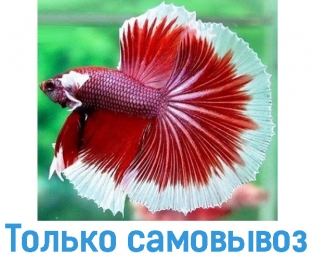 Петушок двухвостый (Betta) аквариумная рыбка - Аквариумные рыбки