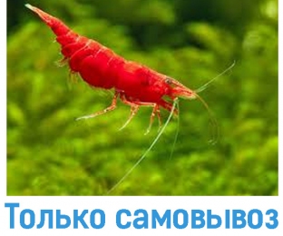 Креветка красная сакура - Аквариумные рыбки