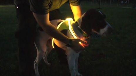 Шлея з перестібкою комплект LED S 2,5-15х40 см 45см -  Амуніція для собак - Інші    