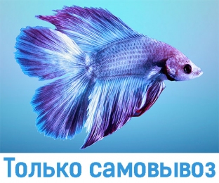 Петушок двухвостый (Betta) аквариумная рыбка - Аквариумные рыбки