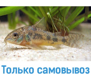 Сом Коридорас крапчастий -  Рибки - Інші     