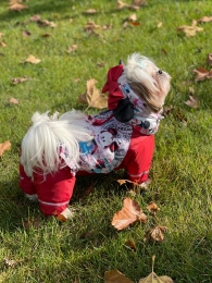 Комбинезон Мультяшка на силиконе (девочка) -  Одежда для собак -   Материал: Силикон  