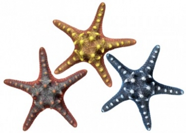 Морская звезда Нобби 28315 -  Кораллы для аквариума 